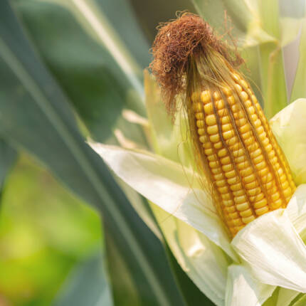 Organic Maize