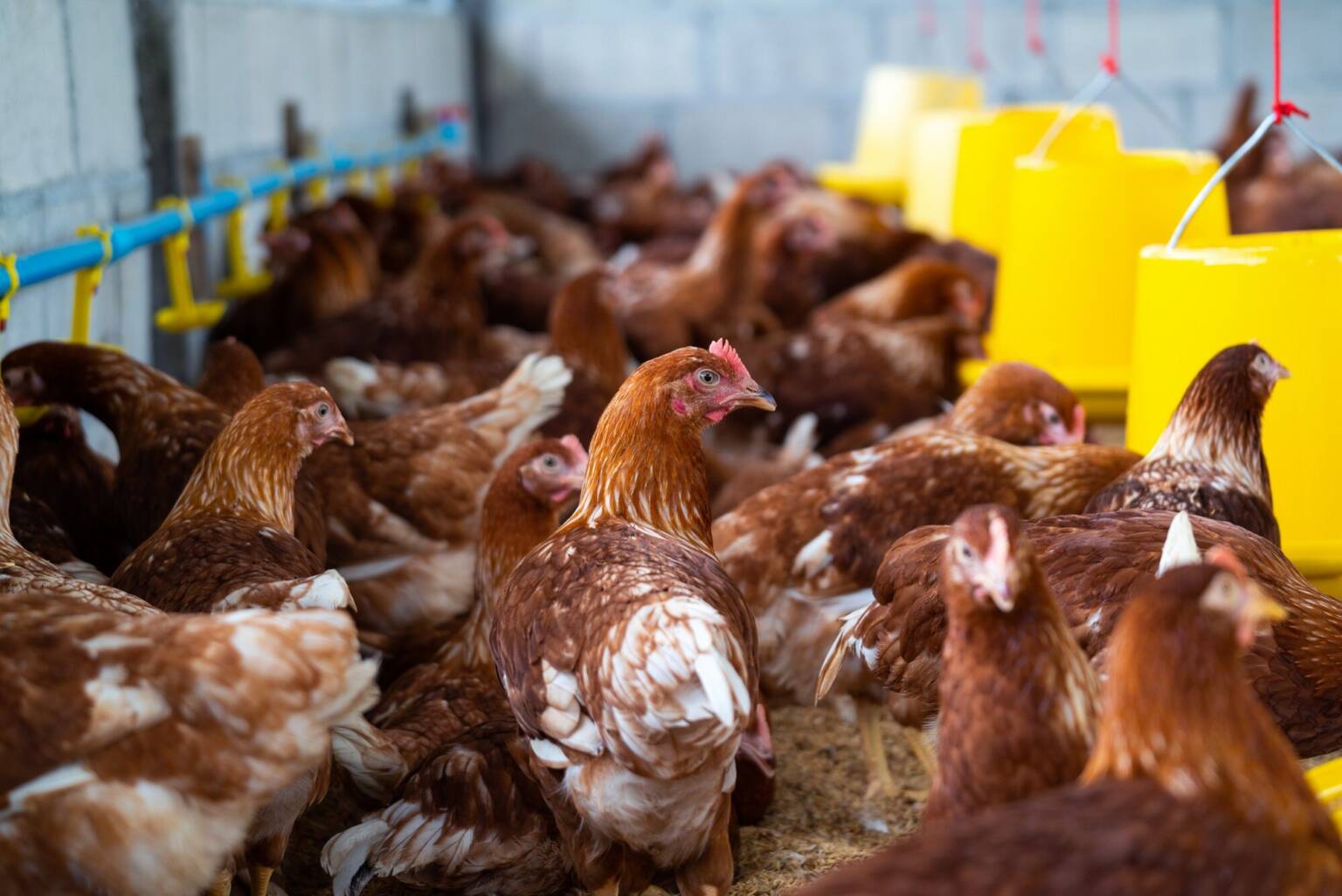 Poultry Breeds