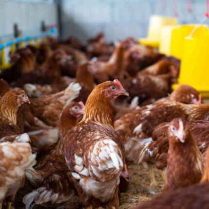Poultry Breeds