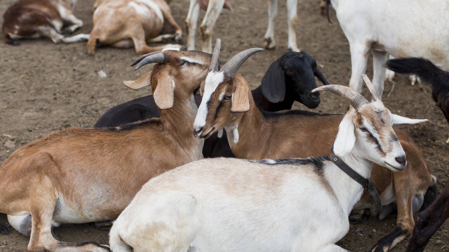 Goat Breeds