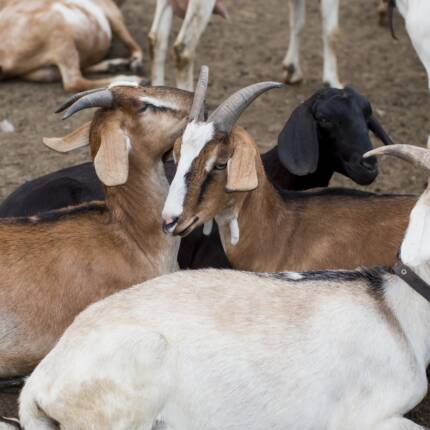 Goat Breeds