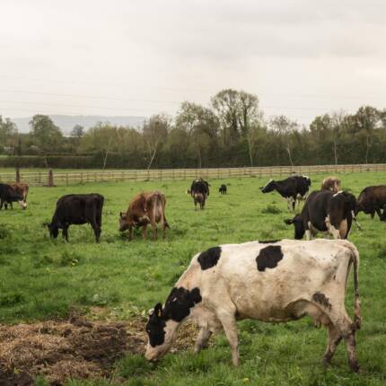 Cattle Breeds