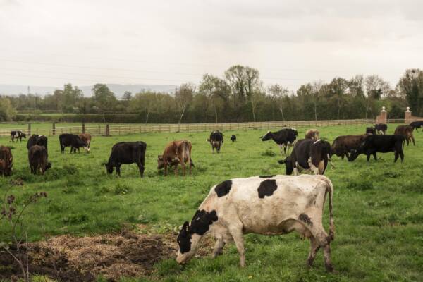 Cattle Breeds