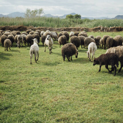Sheep Breeds