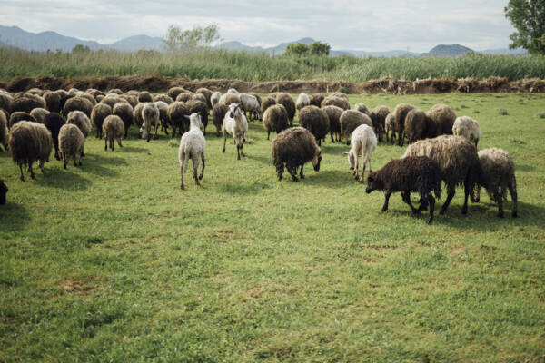 Sheep Breeds